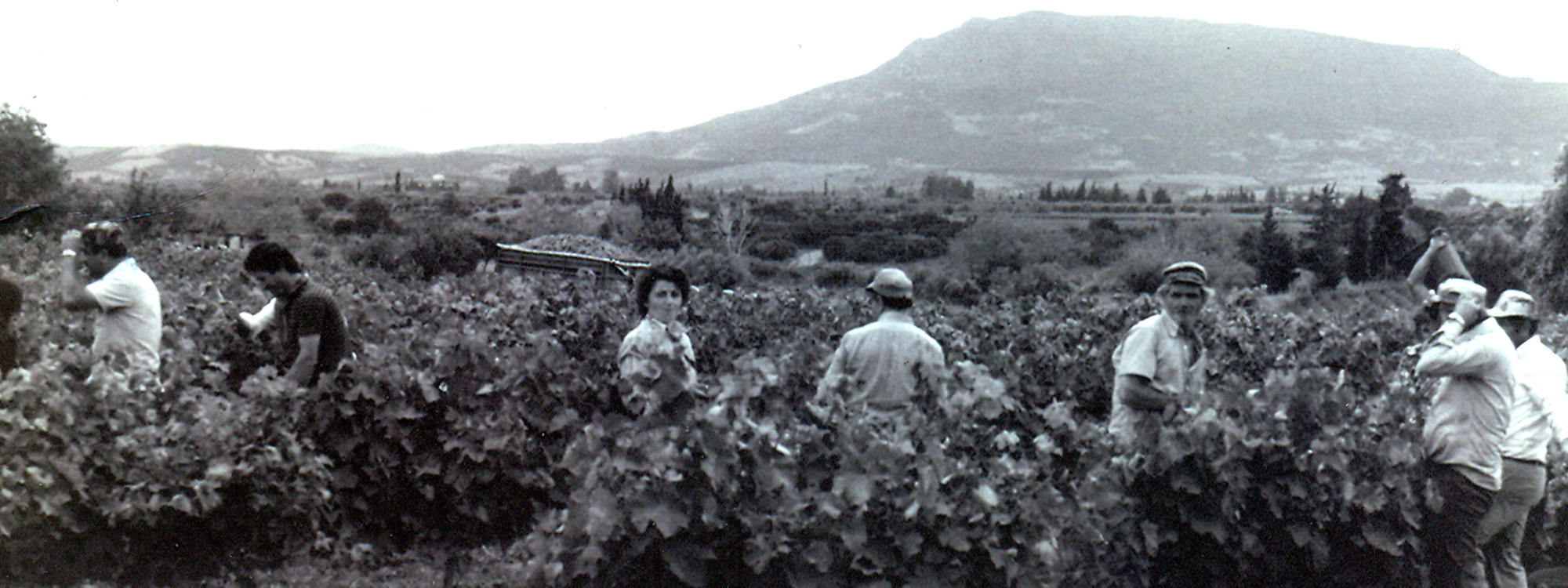 Ιστορία των Αμπελώνων Δημακόπουλου